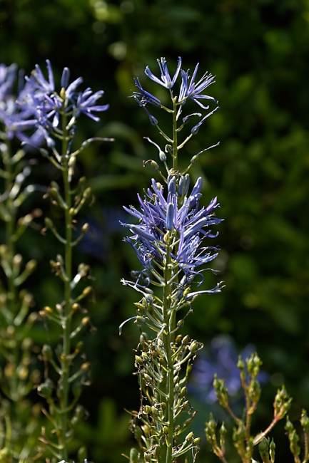 Jardin des Impressionnistes-MAI14-020